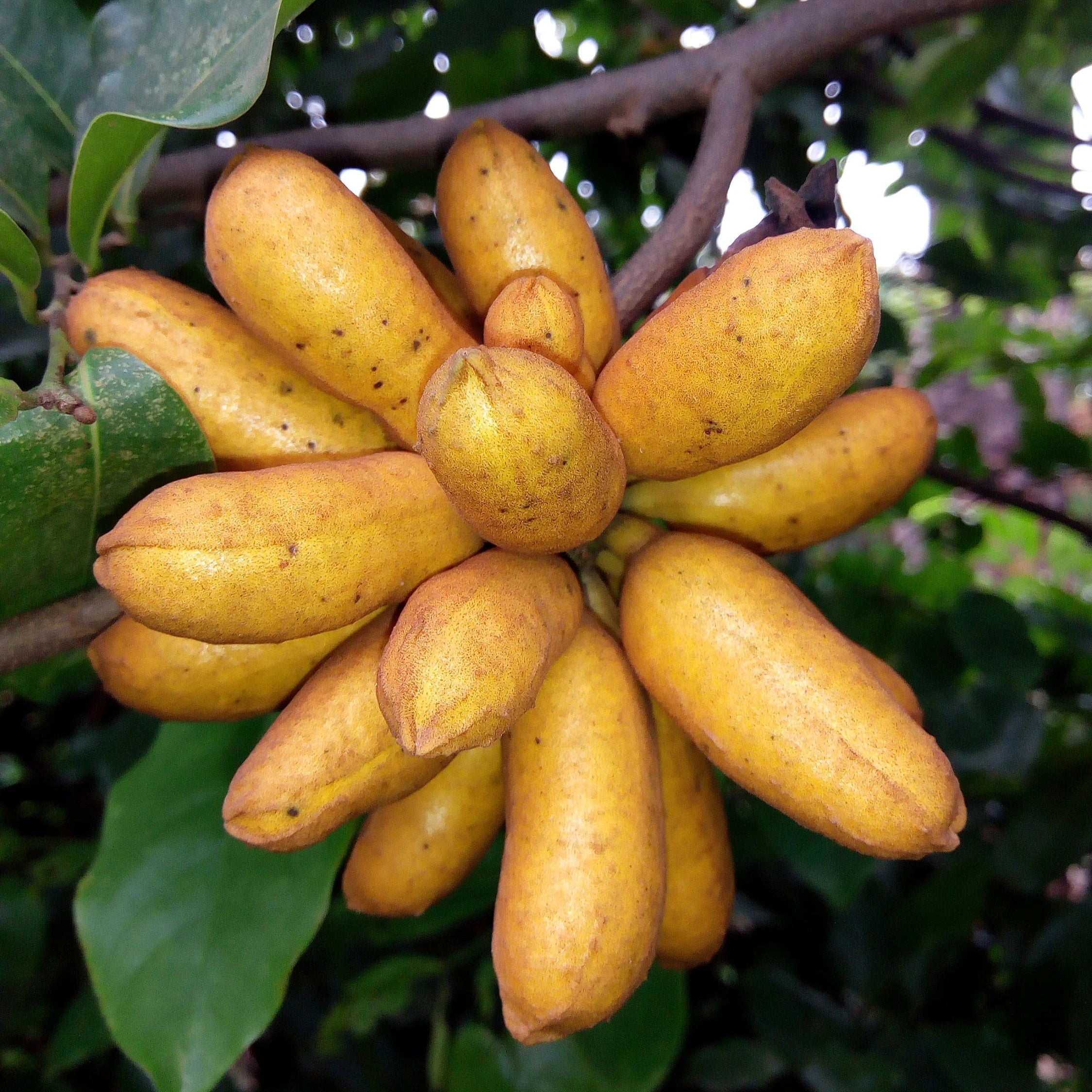 Bush Banana Live Plant (Uvaria chamae)