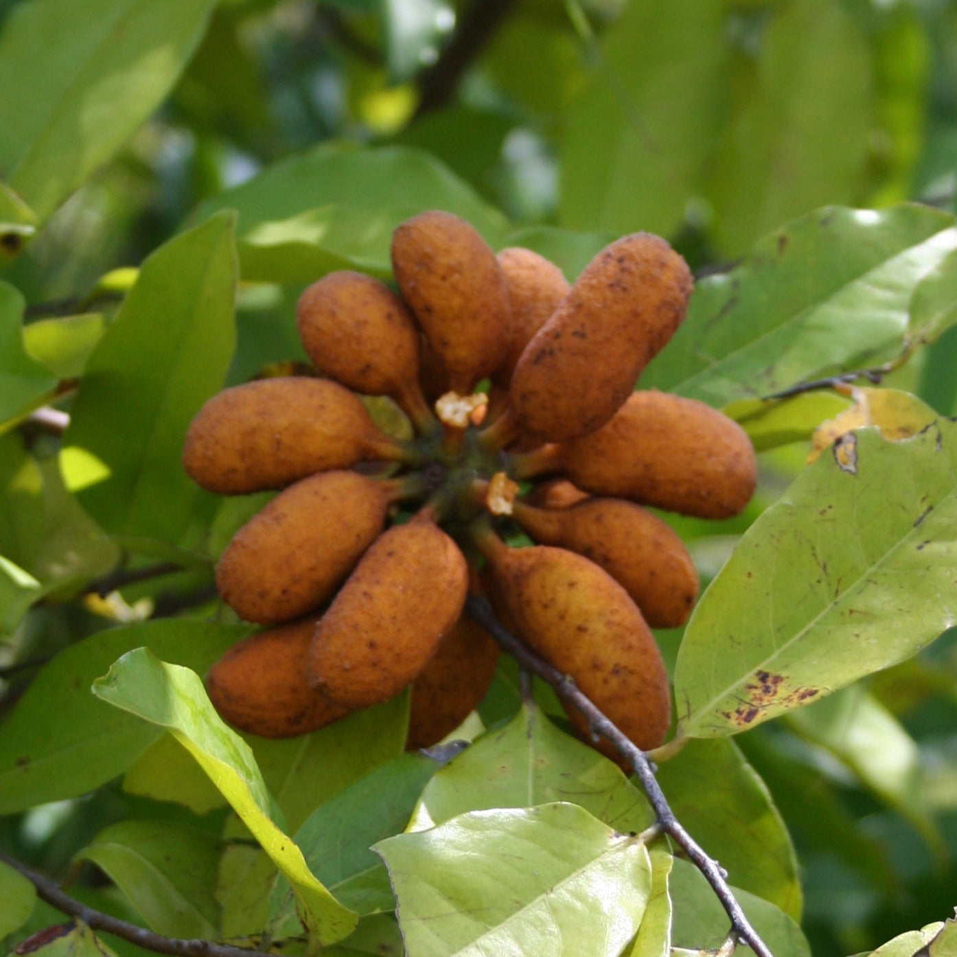 Bush Banana Live Plant (Uvaria chamae)