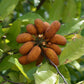 Bush Banana Live Plant (Uvaria chamae)
