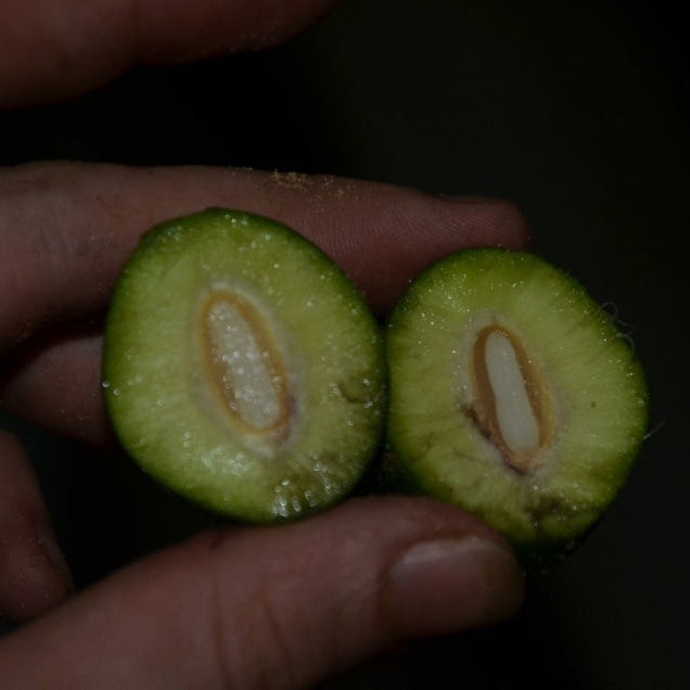 Bush Mango Fruit Plant (Irvingia gabonensis)