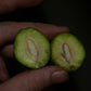 Bush Mango Fruit Plant (Irvingia gabonensis)