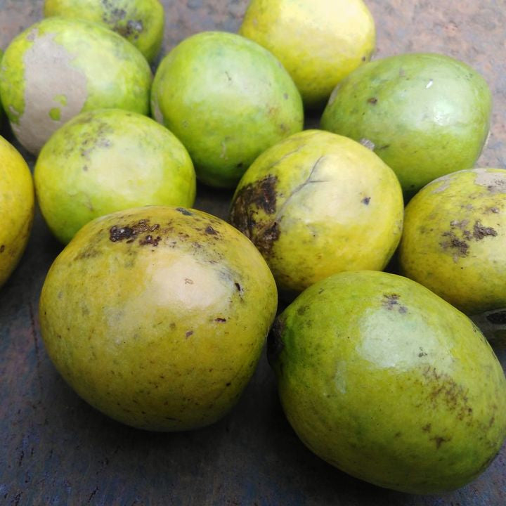 Bush Mango Fruit Plant (Irvingia gabonensis)