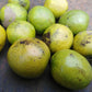 Bush Mango Fruit Plant (Irvingia gabonensis)