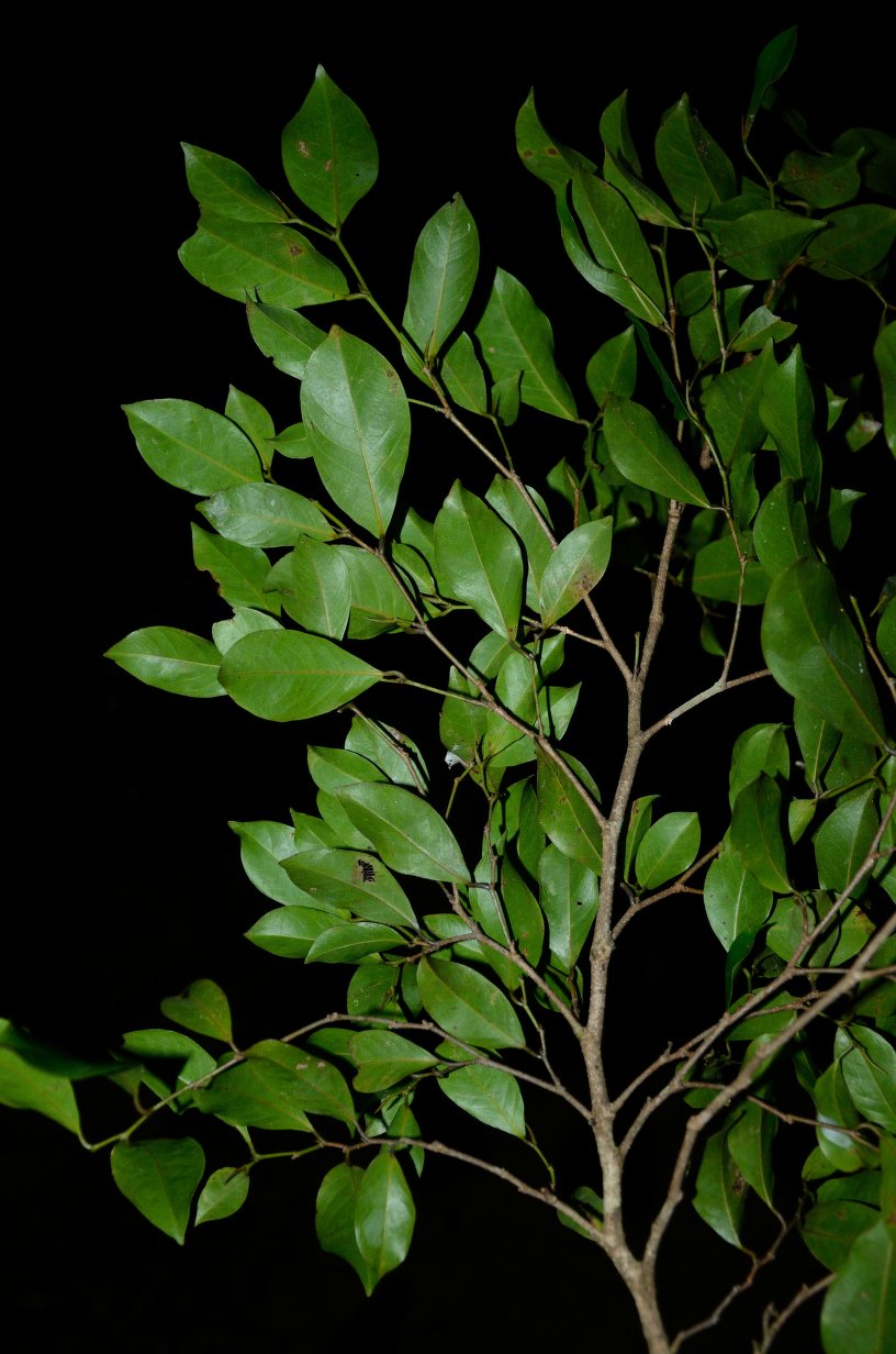 Bush Mango Fruit Plant (Irvingia gabonensis)