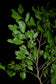 Bush Mango Fruit Plant (Irvingia gabonensis)