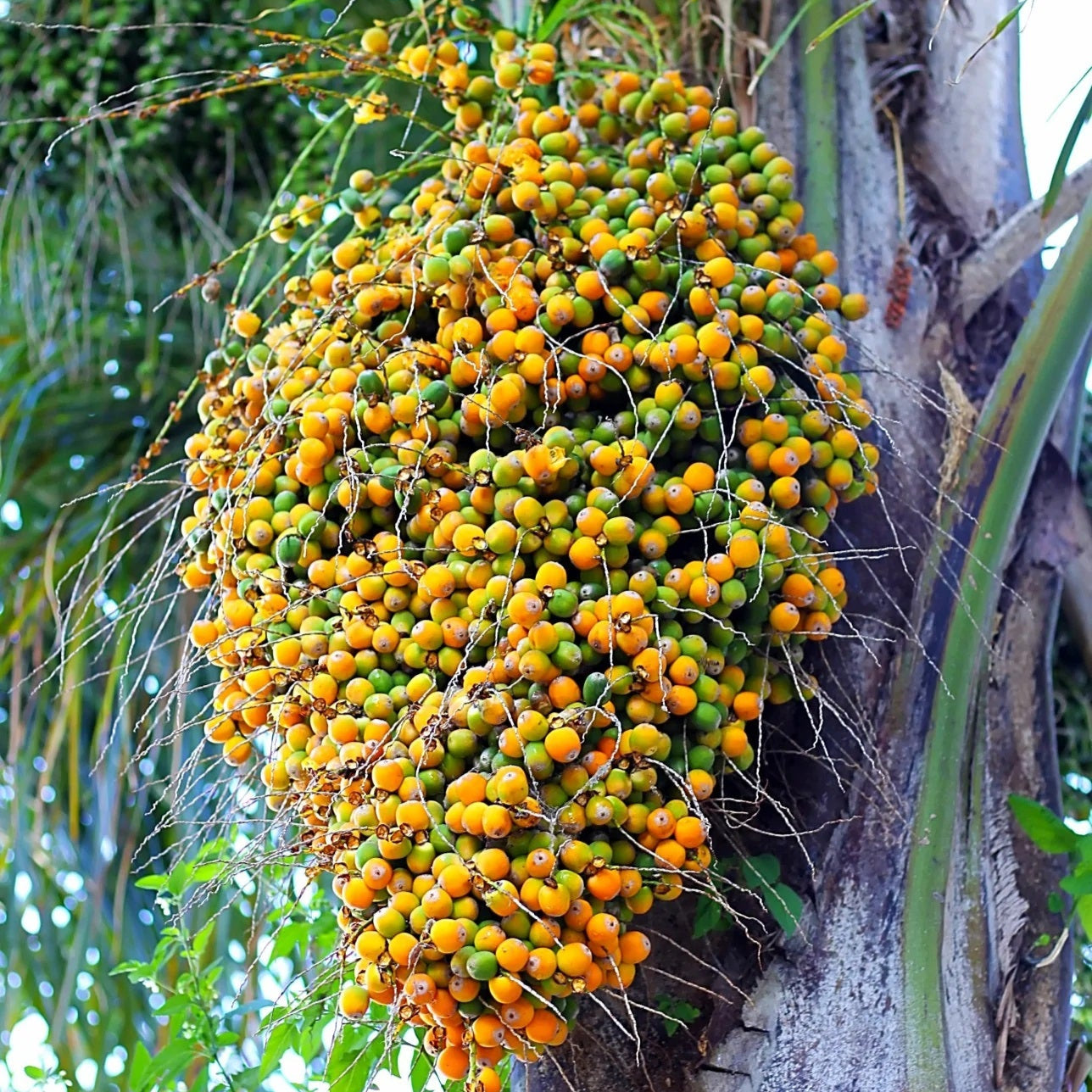 Butia Palm Live Plant (Butia Capitata)