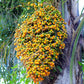 Butia Palm Live Plant (Butia Capitata)