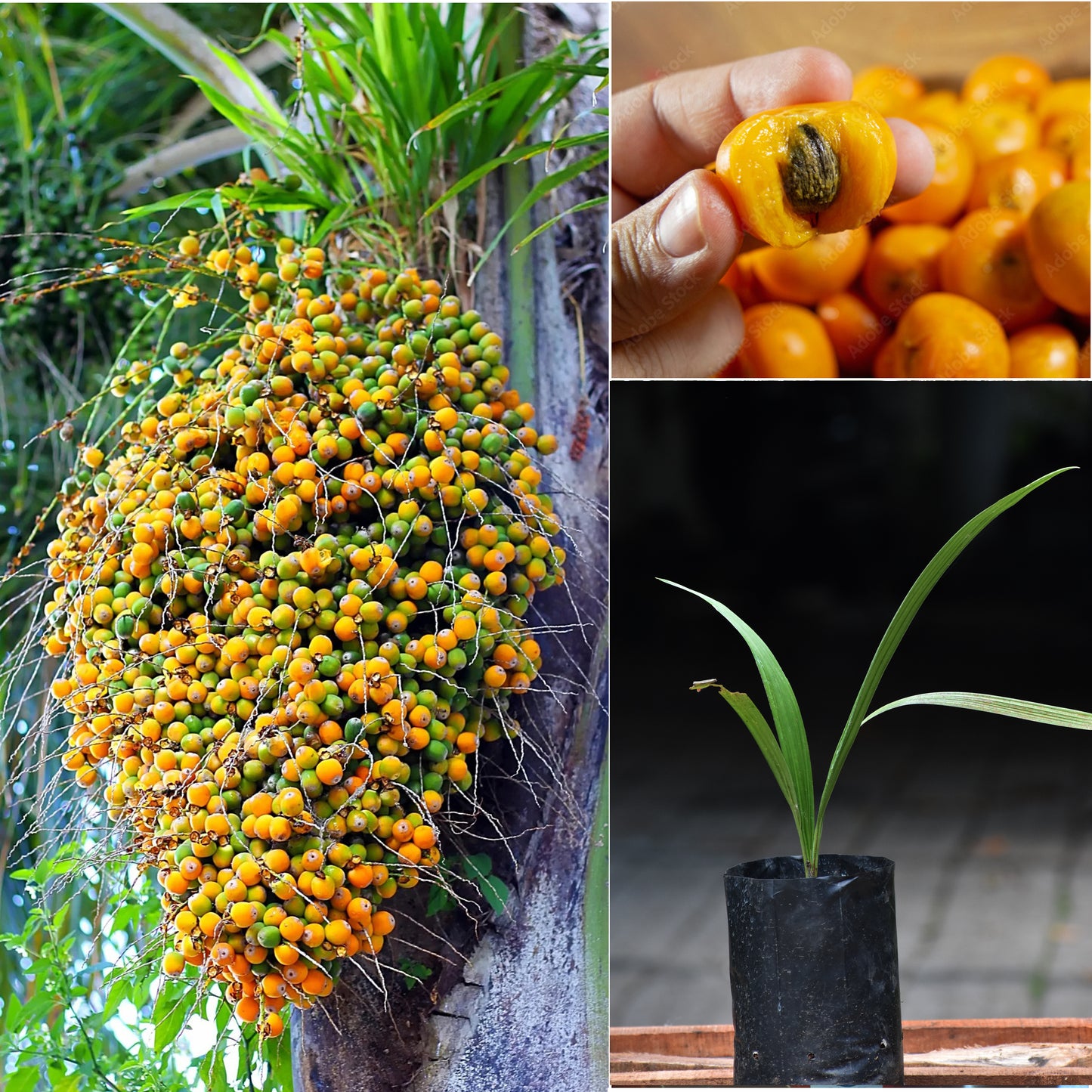 Butia Palm Live Plant (Butia Capitata)
