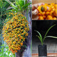 Butia Palm Live Plant (Butia Capitata)