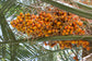 Butia Palm Live Plant (Butia Capitata)