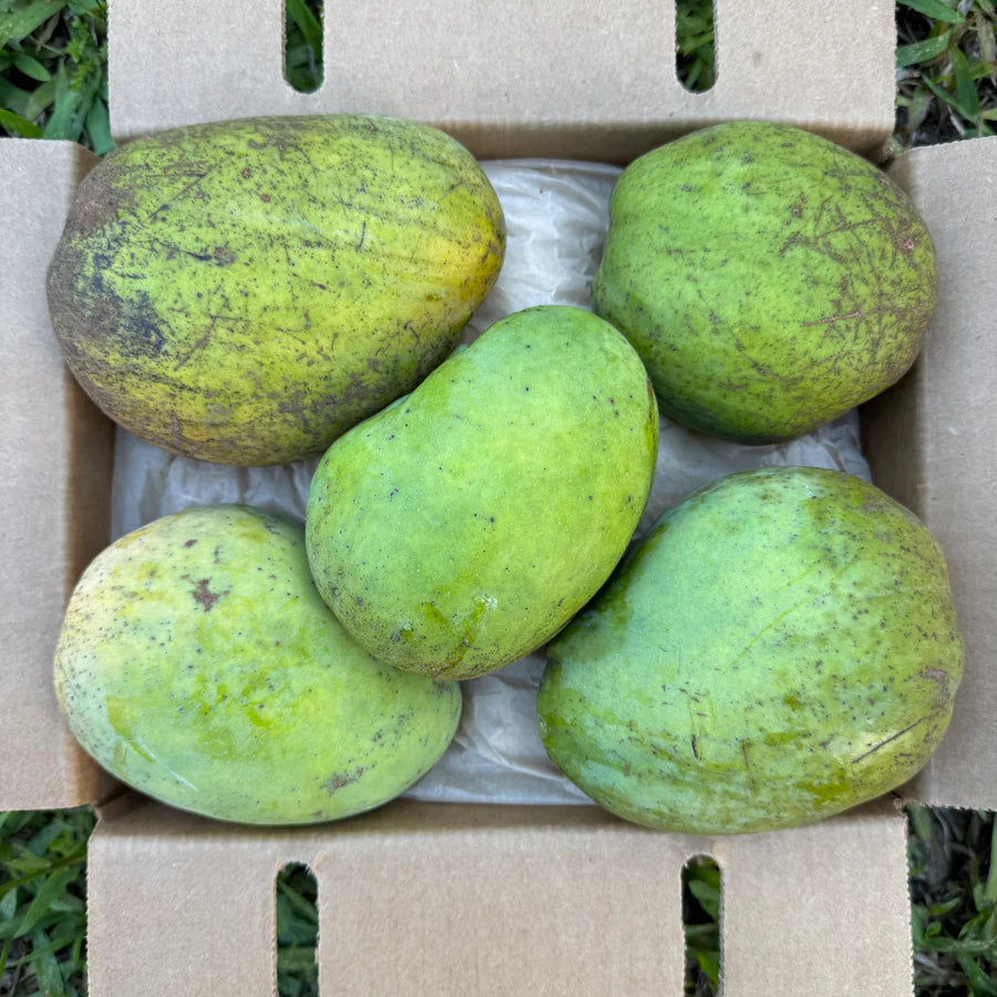 Buttercream Mango Live Plant