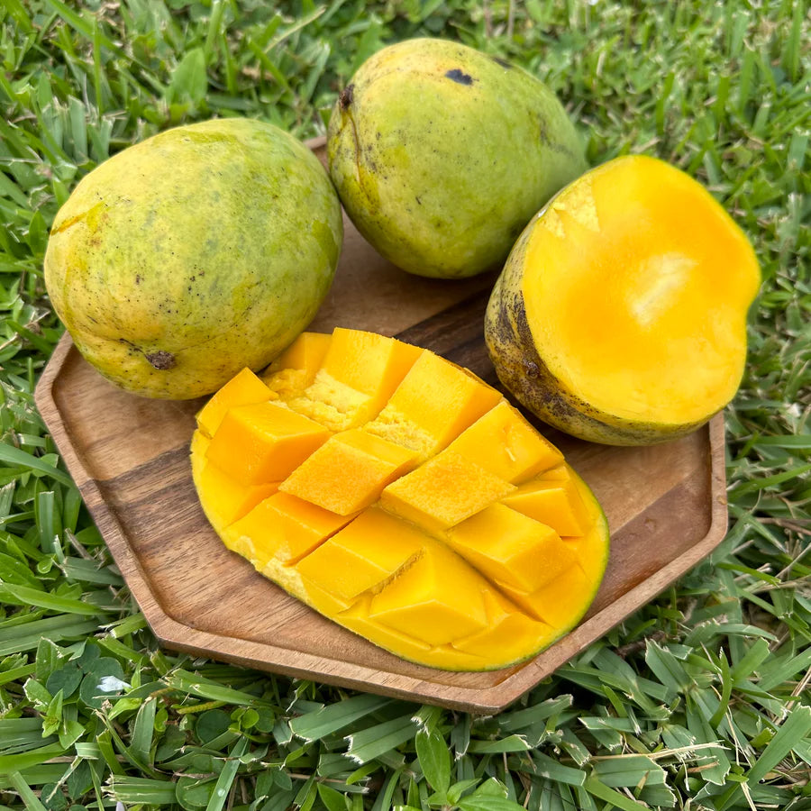 Buttercream Mango Live Plant