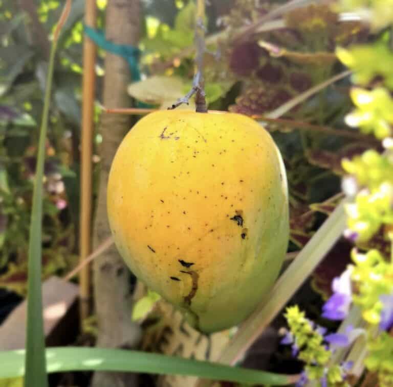 Buttercream Mango Live Plant