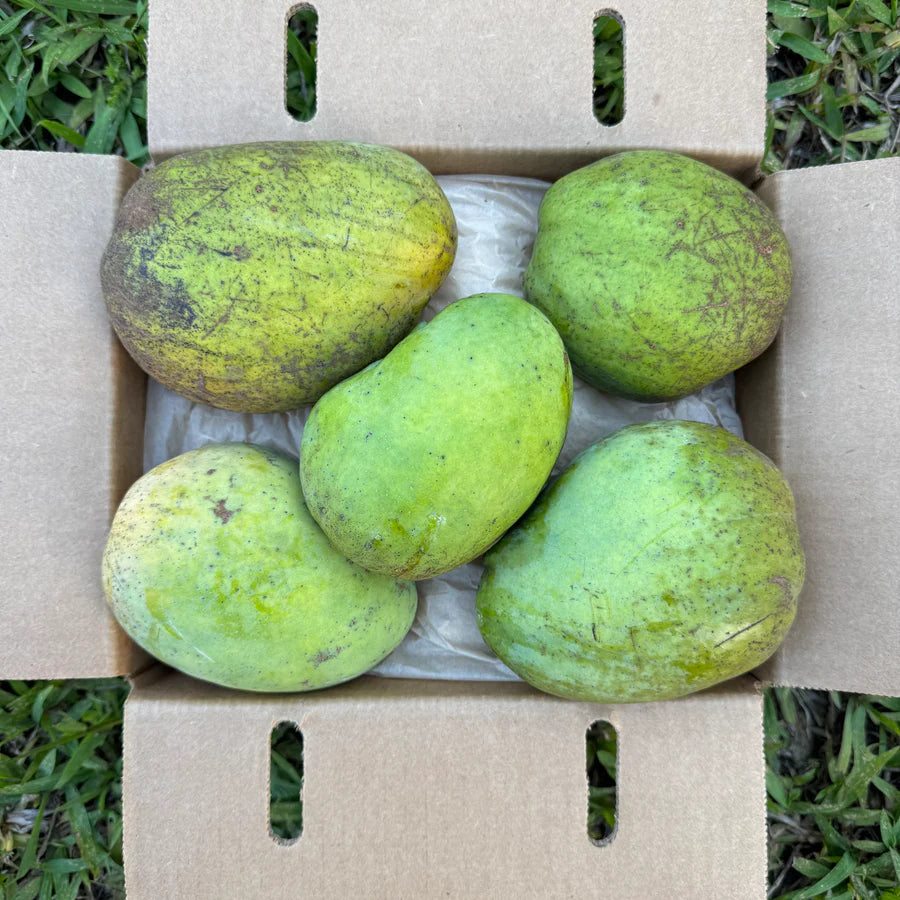 Buttercream Mango Live Plant