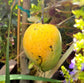 Buttercream Mango Live Plant