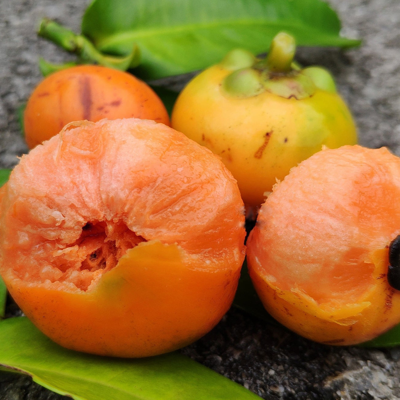 Button Mangosteen Fruit Plant (Garcinia prainiana)