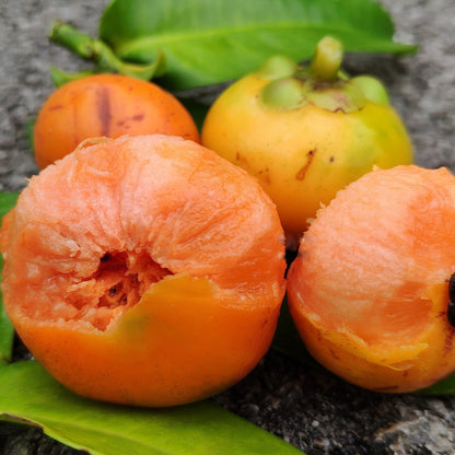 Button Mangosteen Fruit Plant (Garcinia prainiana)