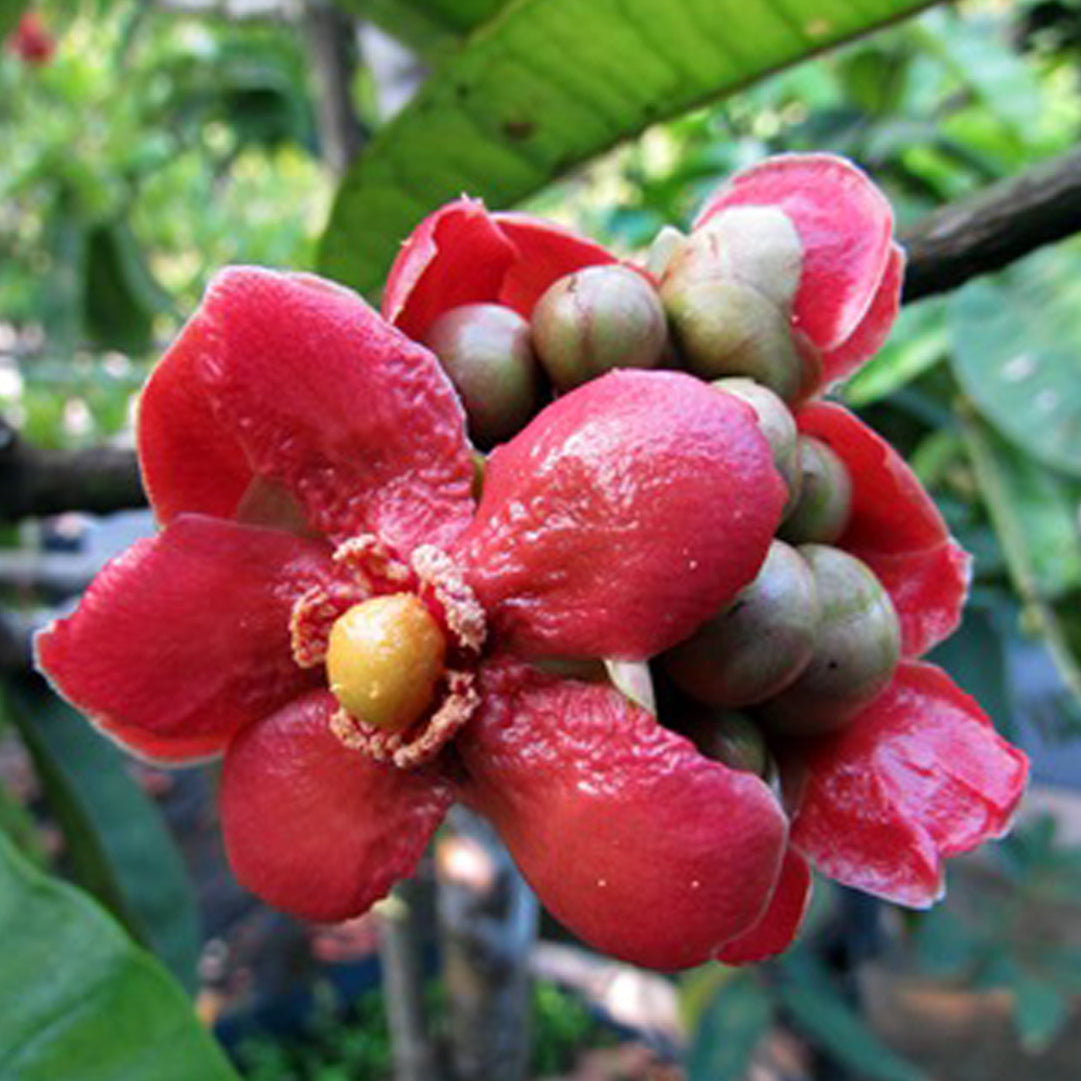 Button Mangosteen Fruit Plant (Garcinia prainiana)