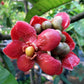 Button Mangosteen Fruit Plant (Garcinia prainiana)