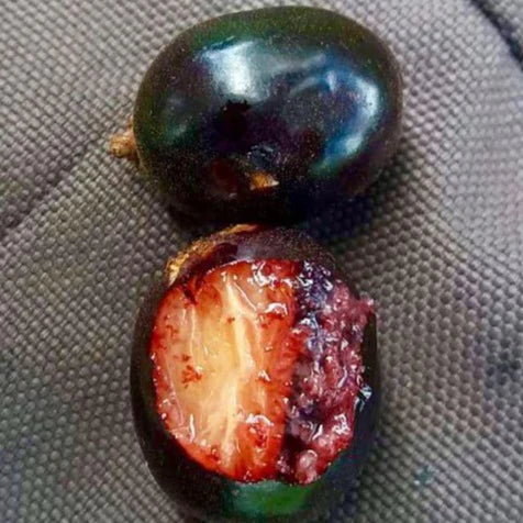 Cherry of the Paramirim Fruit Plant	(Eugenia Oblongata)