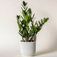 ZZ Plant Live Plant (Zamioculcas zamiifolia)