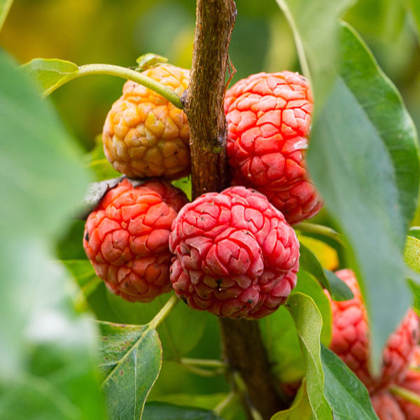 Che Fruit Plant (Maclura tricuspidate)