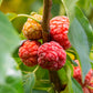Che Fruit Plant (Maclura tricuspidate)