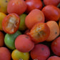 Cambuí Fruit Plant (Myrciaria delicatula)