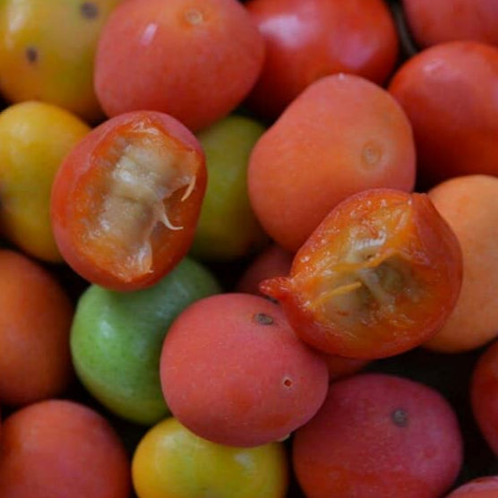 Cambuí Fruit Plant (Myrciaria delicatula)