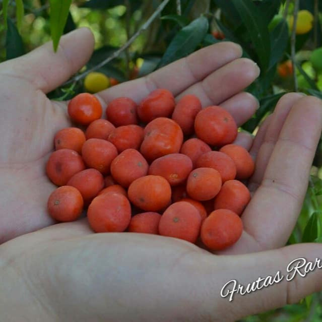 Cambuí Fruit Plant (Myrciaria delicatula)