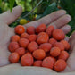Cambuí Fruit Plant (Myrciaria delicatula)