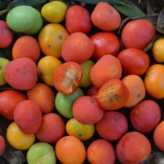Cambuí Fruit Plant (Myrciaria delicatula)