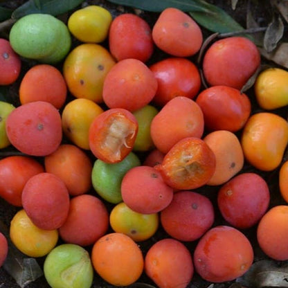 Cambuí Fruit Plant (Myrciaria delicatula)