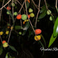 Cambuí Fruit Plant (Myrciaria delicatula)