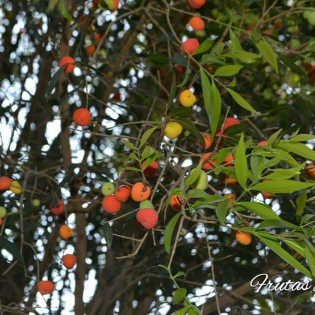 Cambuí Fruit Plant (Myrciaria delicatula)
