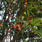Cambuí Fruit Plant (Myrciaria delicatula)