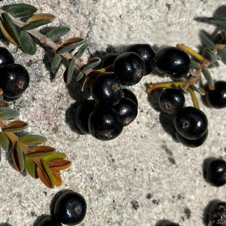 Murtinha Cherry Live Plant (Myrcia sp. "Cambuí Preto")