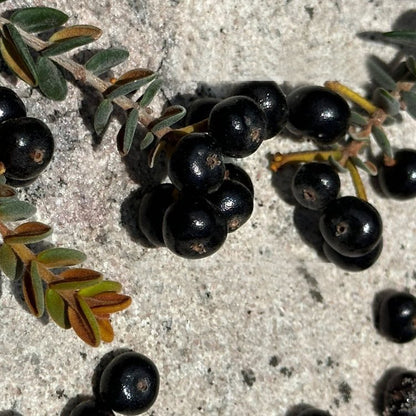 Murtinha Cherry Live Plant (Myrcia sp. "Cambuí Preto")