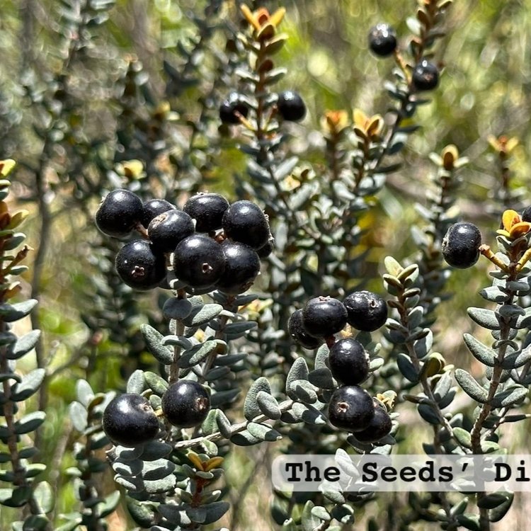 Murtinha Cherry Live Plant (Myrcia sp. "Cambuí Preto")