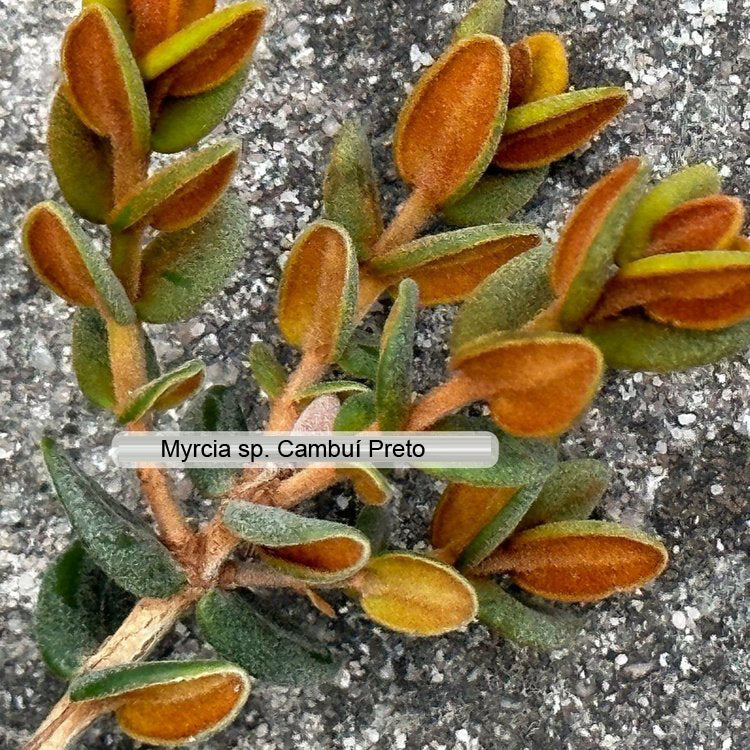 Murtinha Cherry Live Plant (Myrcia sp. "Cambuí Preto")