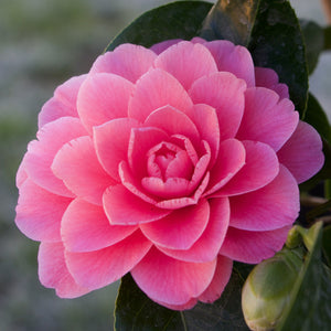 Camellia Live Plant (Camellia japonica) Mix Colour