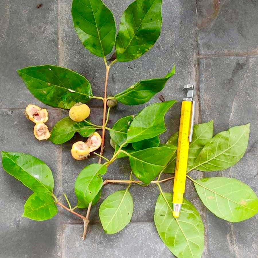 Campomanesia viatoris Live Plant ( Campomanesia viatoris)