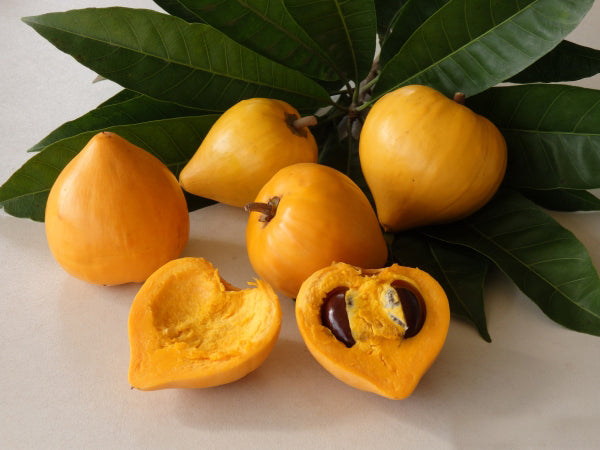 Egg Fruit Plants ( Pouteria Campechiana )