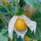 Cape Gooseberry Live plant ( Physalis peruviana)