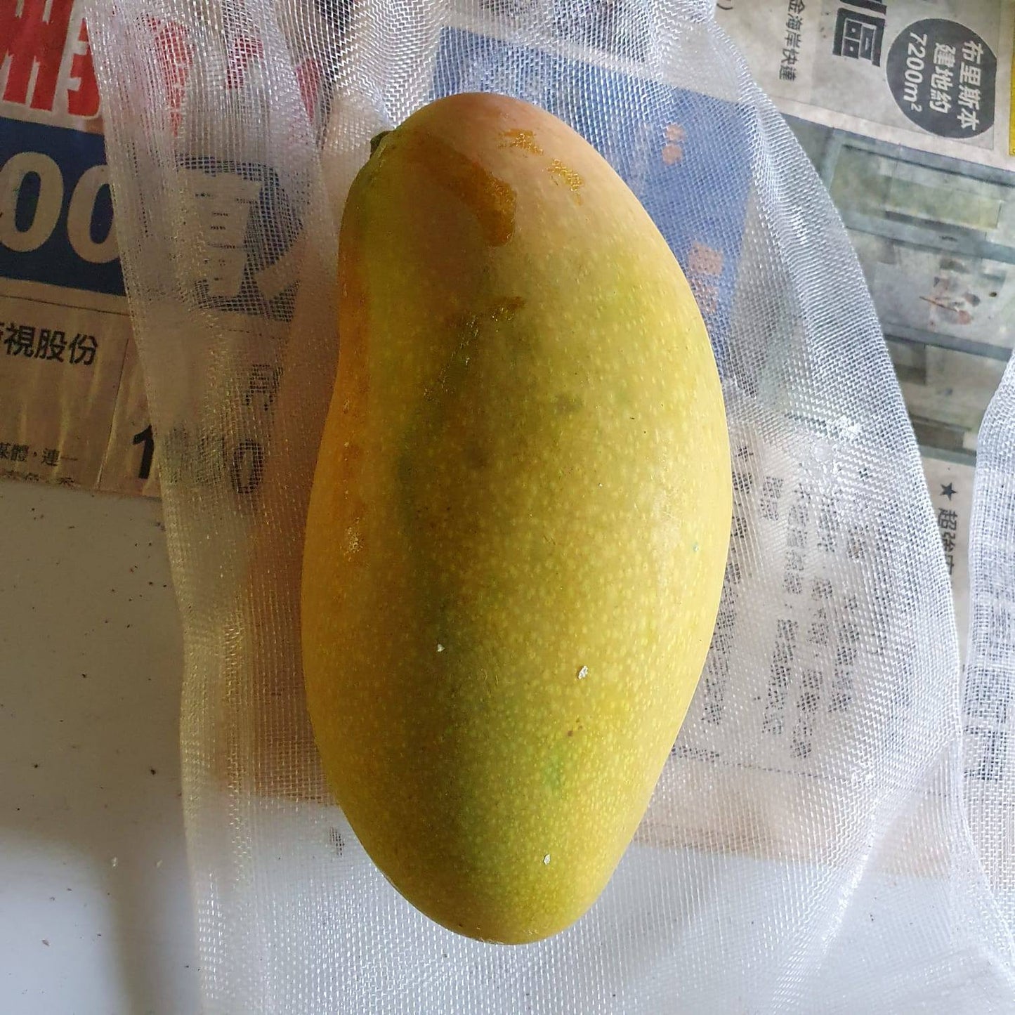 Carabao Mango Live Plant  -  The World’s Sweetest Mango Treasure