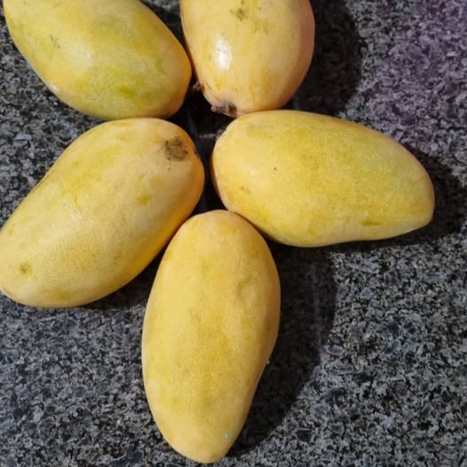 Carabao Mango Live Plant  -  The World’s Sweetest Mango Treasure