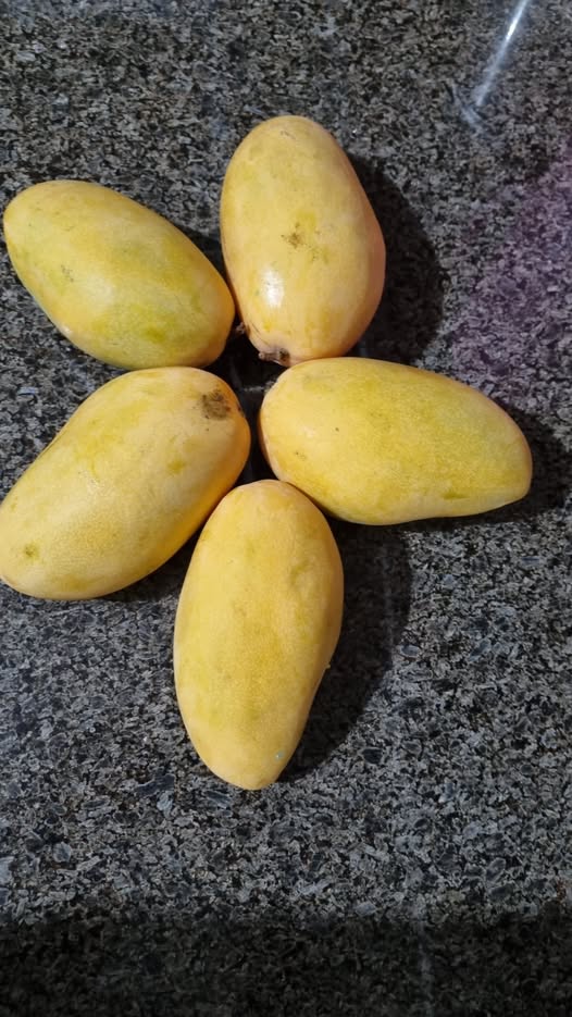 Carabao Mango – The Trending Star of Tropical Farms