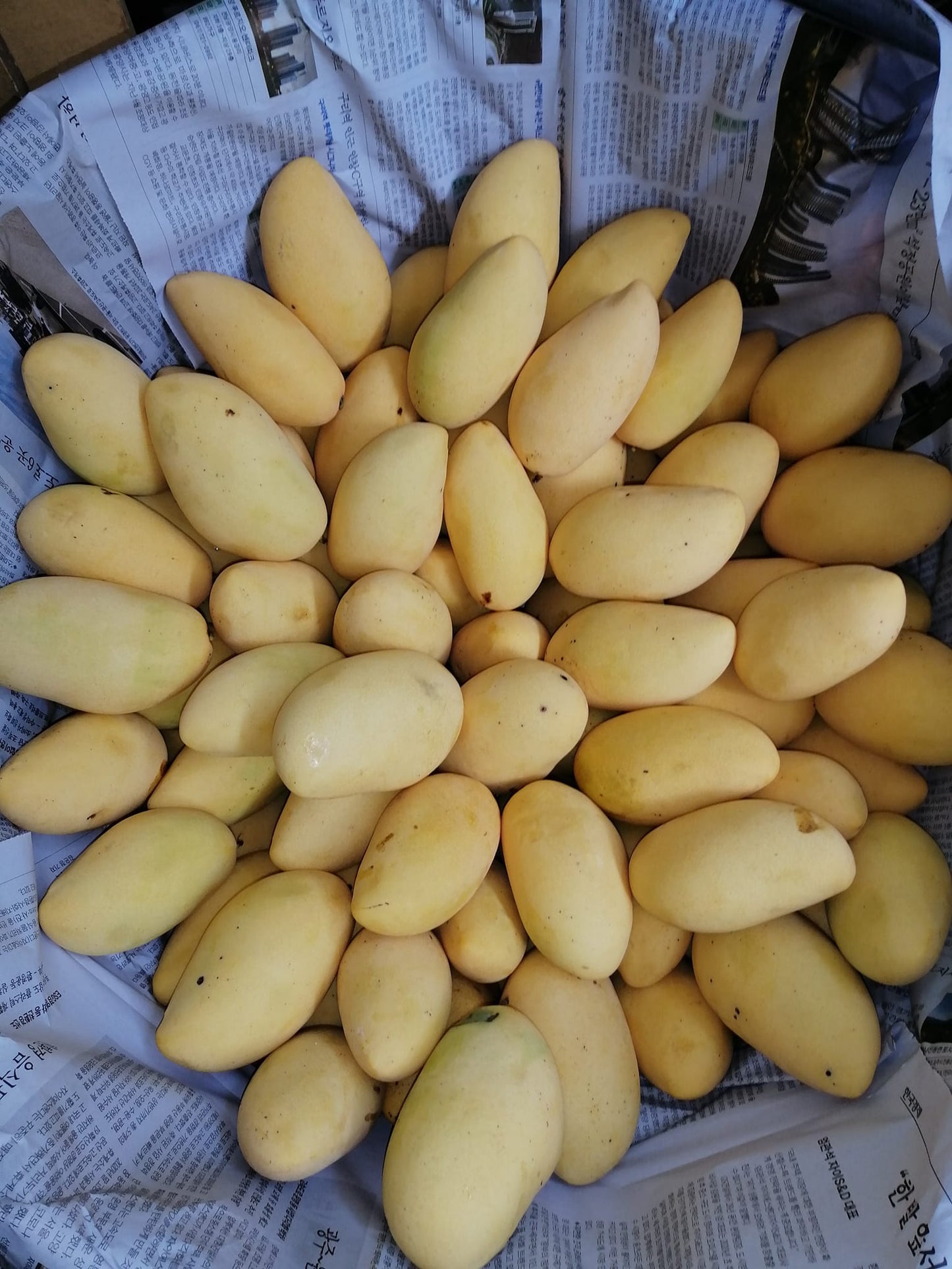 Carabao Mango Live Plant  -  The World’s Sweetest Mango Treasure