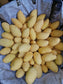 Carabao Mango Live Plant  -  The World’s Sweetest Mango Treasure