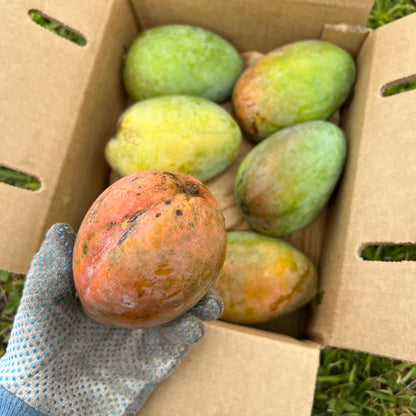 Caramel Coast Mango Live Plant